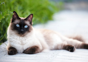 Voici les races de chats avec les plus longues espérances de vie Voici les races de chats avec les plus longues espérances de vie