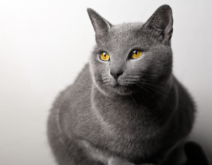 Voici les races de chats avec les plus longues espérances de vie