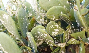 La Tunisie suit l'exemple du Maroc pour combattre la cochenille du cactus La Tunisie suit l'exemple du Maroc pour combattre la cochenille du cactus