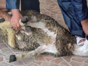 Aïd El Kebir : Attention aux ruades des moutons sur les testicules Aïd El Kebir : Attention aux ruades des moutons sur les testicules