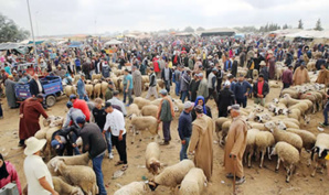 Le Mouton : Entre Calvaire des Familles et Opportunités Économiques du Marché Le Mouton : Entre Calvaire des Familles et Opportunités Économiques du Marché