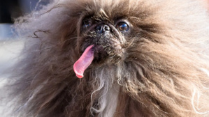 Un pékinois de 8 ans remporte le titre de "chien le plus moche du monde" en 2024 Un pékinois de 8 ans remporte le titre de "chien le plus moche du monde" en 2024