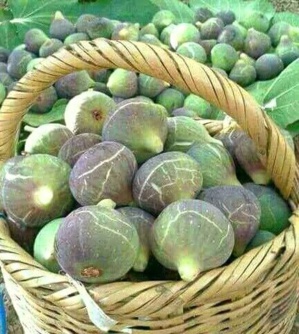 Très cher Karmouss , Comment la figue est devenue un fruit de luxe !? Très cher Karmouss , Comment la figue est devenue un fruit de luxe !?