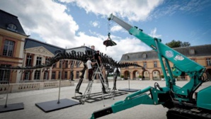 "Vulcain" : le plus grand dinosaure jamais mis aux enchères "Vulcain" : le plus grand dinosaure jamais mis aux enchères