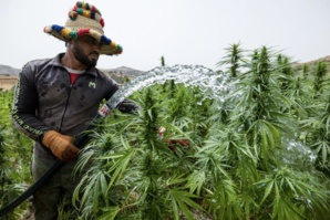 Grâces royales : Comment le Maroc compte transformer le défi du cannabis en opportunité ? Grâces royales : Comment le Maroc compte transformer le défi du cannabis en opportunité ?