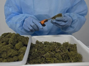 Grâces royales : Comment le Maroc compte transformer le défi du cannabis en opportunité ?