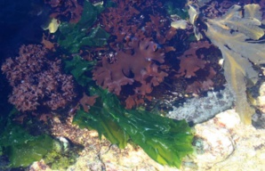 Algues marines : entre trésors et dangers Algues marines : entre trésors et dangers