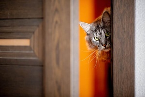 Voici pourquoi les chats détestent tant les portes fermées Voici pourquoi les chats détestent tant les portes fermées