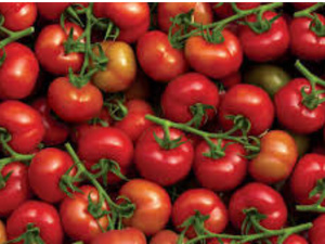 Tomates à prix d'or : la colère des consommateurs s'intensifie Tomates à prix d'or : la colère des consommateurs s'intensifie
