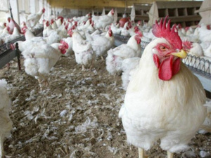 Poulet sous surveillance : le Maroc renforce les contrôles