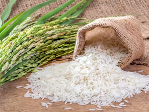 Une chute historique de la production de riz au Maroc Une chute historique de la production de riz au Maroc