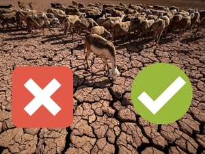 Faut-il sacrifier ou s’adapter ? L’Aïd Al Adha face à la sécheresse et à la crise économique Faut-il sacrifier ou s’adapter ? L’Aïd Al Adha face à la sécheresse et à la crise économique