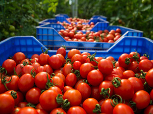 La saga des tomates hors de prix continue La saga des tomates hors de prix continue