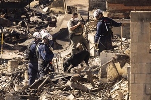 Un chien renifleur et des pompiers à la recherche de corps enfouis sous les décombres de l'incendie de Los Angeles, en Californie, le 14 janvier 2025. © Étienne Laurent, AFP Un chien renifleur et des pompiers à la recherche de corps enfouis sous les décombres de l'incendie de Los Angeles, en Californie, le 14 janvier 2025. © Étienne Laurent, AFP