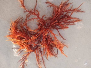 Inauguration d’une nouvelle unité de production d’agar-agar par Setexam Inauguration d’une nouvelle unité de production d’agar-agar par Setexam