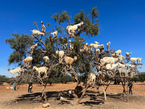 L’Algérie se lance dans la culture de l’arganier : un défi au Maroc ? L’Algérie se lance dans la culture de l’arganier : un défi au Maroc ?