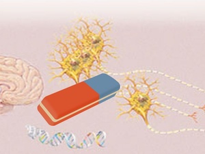 Neurosciences et mémoire : une gomme pour réécrire votre passé ? Neurosciences et mémoire : une gomme pour réécrire votre passé ?