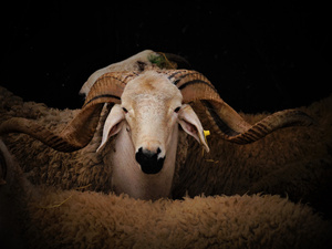 L’Aïd Al Adha face aux défis climatiques et économiques L’Aïd Al Adha face aux défis climatiques et économiques