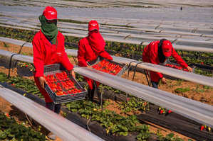 Huelva : 3.000 Marocaines pour la récolte des fraises Huelva : 3.000 Marocaines pour la récolte des fraises