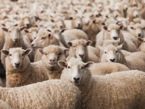 Les moutons australiens bientôt sur nos tables marocaines Les moutons australiens bientôt sur nos tables marocaines