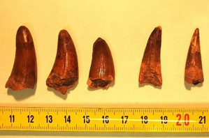 Commerce illicite : des fossiles marocains confisqués à la frontière française Commerce illicite : des fossiles marocains confisqués à la frontière française