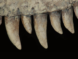 Neuf dents de dinosaures originaires du Maroc confisquées par les douanes françaises Neuf dents de dinosaures originaires du Maroc confisquées par les douanes françaises