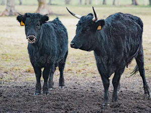 2.000 taureaux irlandais pour booster l’élevage marocain : un pari ambitieux 2.000 taureaux irlandais pour booster l’élevage marocain : un pari ambitieux