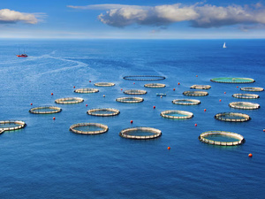 Un projet stratégique pour l’aquaculture marocaine Un projet stratégique pour l’aquaculture marocaine