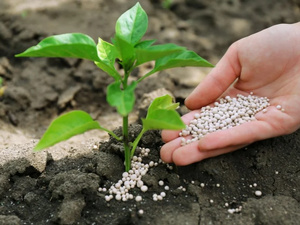 Phosphates marocains : 4,6 M$ exportés vers le Pérou en janvier Phosphates marocains : 4,6 M$ exportés vers le Pérou en janvier