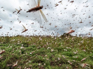 Risque d'invasion de criquets Risque d'invasion de criquets