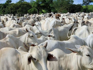 Le Maroc mise sur le bétail paraguayen Le Maroc mise sur le bétail paraguayen