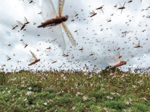 Criquets pèlerins : Une menace agricole venue d’Algérie Criquets pèlerins : Une menace agricole venue d’Algérie