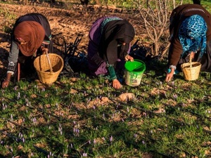 Femmes rurales et PIB : des estimations ambitieuses, des fondements méthodologiques fragiles Femmes rurales et PIB : des estimations ambitieuses, des fondements méthodologiques fragiles