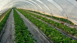 Le Maroc, leader émergent des cultures sous serre Le Maroc, leader émergent des cultures sous serre
