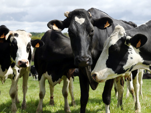 Races locales : patrimoine vivant ou passé dépassé ? Races locales : patrimoine vivant ou passé dépassé ?