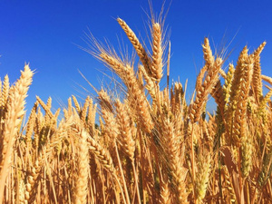 Céréales : blé sous pression, souveraineté sous tension