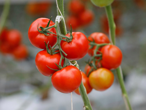 Maraîchage sous tension : tomates sous perfusion Maraîchage sous tension : tomates sous perfusion