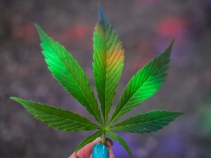 Cannabis : 4/20, ou le jour où les fumeurs ont levé le drapeau vert Cannabis : 4/20, ou le jour où les fumeurs ont levé le drapeau vert