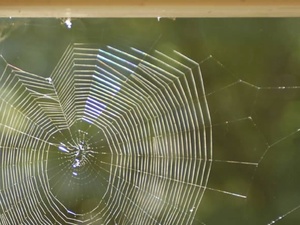 Elles squattent ton plafond, mais elles bossent gratos : faut-il dire merci aux araignées ? Elles squattent ton plafond, mais elles bossent gratos : faut-il dire merci aux araignées ?