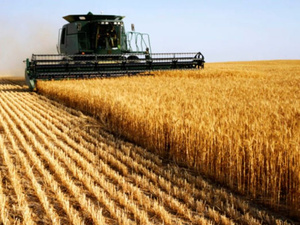 Saison de blé : le Maroc surfe sur des vents favorables Saison de blé : le Maroc surfe sur des vents favorables