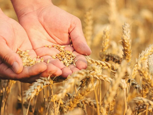 Le blé marocain fait son come-back : 2,9 millions de tonnes attendues