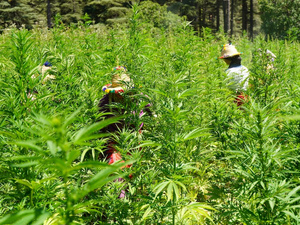 Cannabis légal : la Beldia marocaine s’envole vers l’international Cannabis légal : la Beldia marocaine s’envole vers l’international