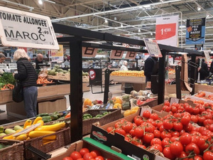 Les tomates marocaines : une performance qui fait rougir la concurrence !