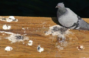 Fientes de pigeon ? Voici l’astuce naturelle qui sauve tes surfaces Fientes de pigeon ? Voici l’astuce naturelle qui sauve tes surfaces