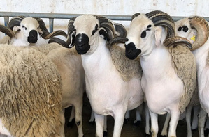 Un plan d’envergure de près de six milliards de dirhams pour revitaliser l’élevage au Maroc Un plan d’envergure de près de six milliards de dirhams pour revitaliser l’élevage au Maroc