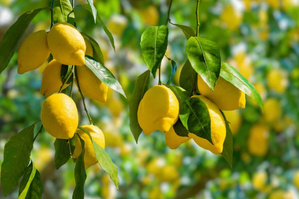 Le citron marocain revient piquer les marchés mondiaux