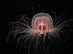 Stressée ? Elle redevient bébé. Cette méduse a trouvé le hack ultime Stressée ? Elle redevient bébé. Cette méduse a trouvé le hack ultime