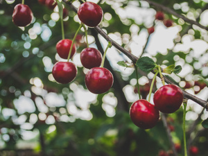 Des cerises et des racines : Sefrou fête son patrimoine à cœur ouvert