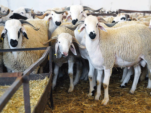 Le Maroc débloque 6,2 milliards pour sauver son cheptel en péril Le Maroc débloque 6,2 milliards pour sauver son cheptel en péril