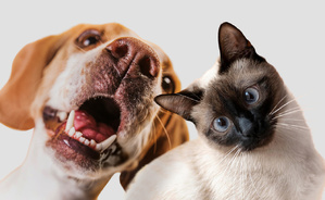 Assurance chien-chat : la révolution poilue débarque au Maroc Assurance chien-chat : la révolution poilue débarque au Maroc